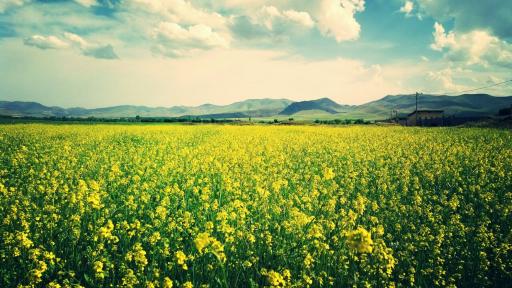 عکس محمودی