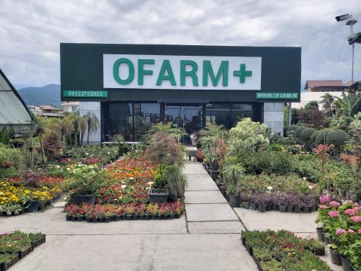 عکس گل و گیاه پالم