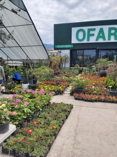 عکس گل و گیاه پالم