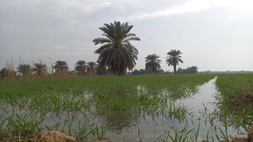 عکس سوسنگرد