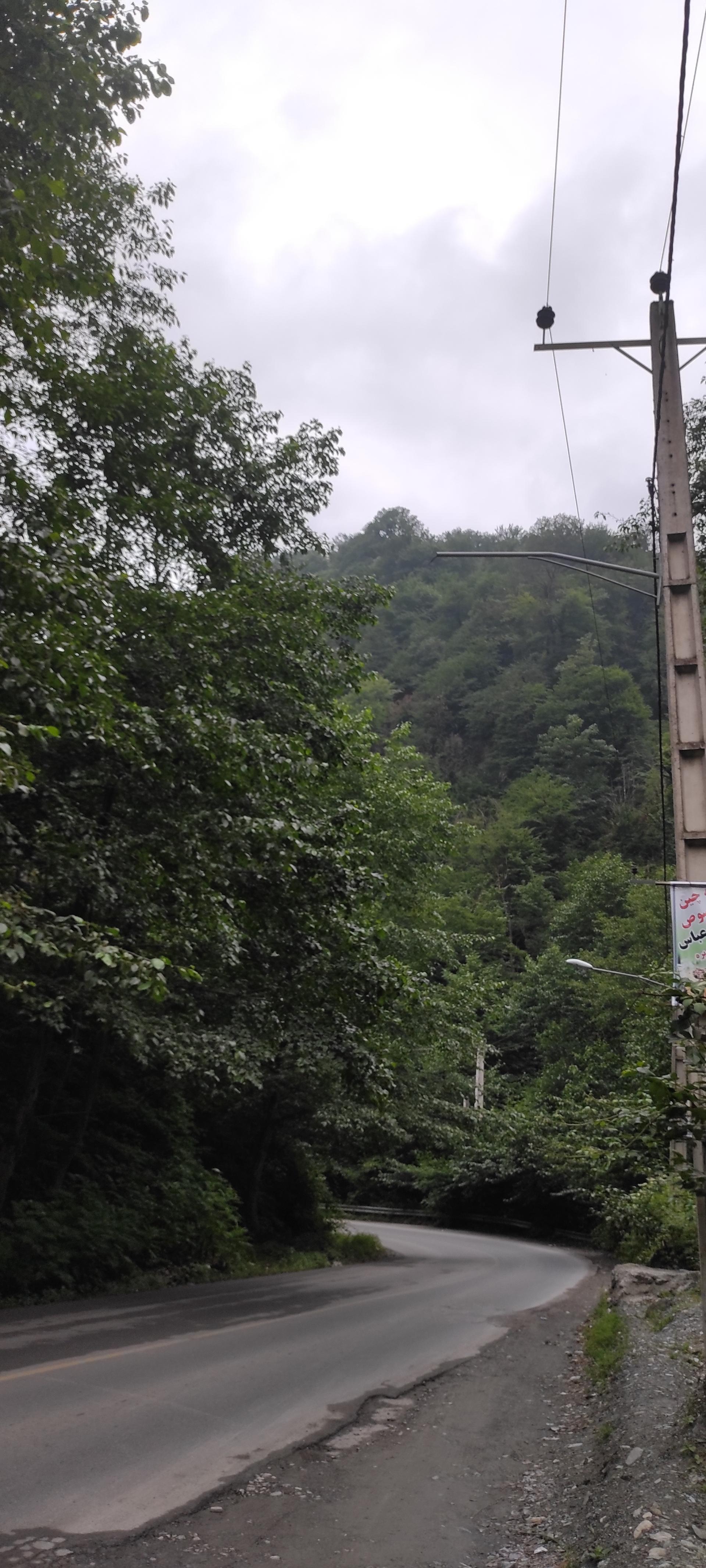 عکس جنگل زیارت