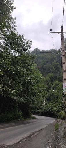 عکس جنگل زیارت