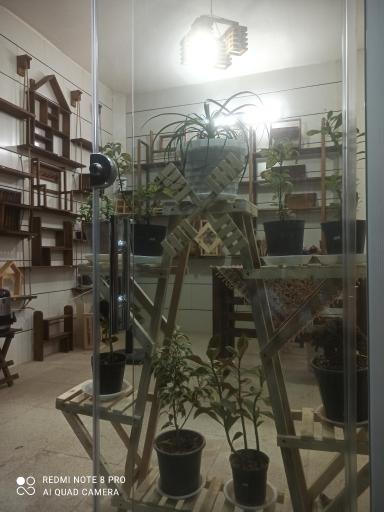 عکس چوبکده کاکتوس