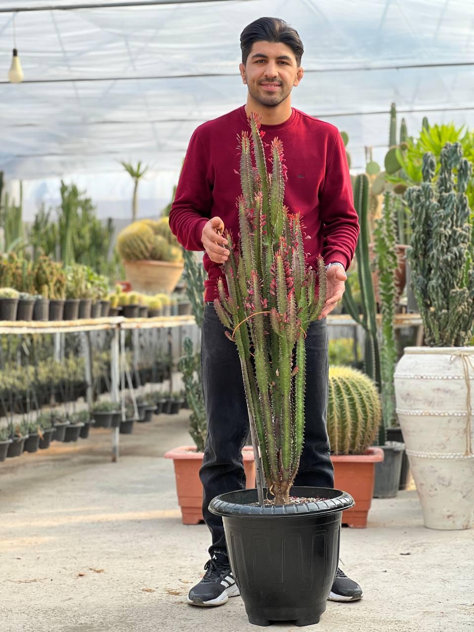 عکس گلخانه کاکتوس (شهریار کاکتی)