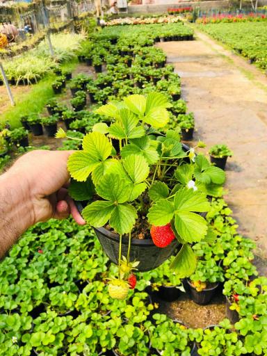 عکس گلخانه لیمونیوم