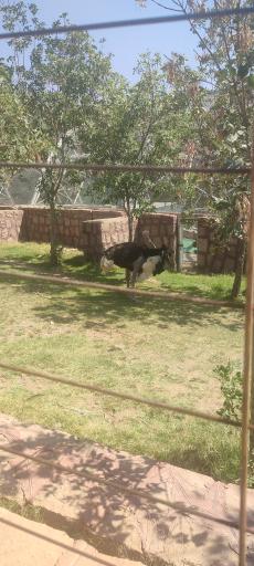 عکس بوستان جنگلی باراجین