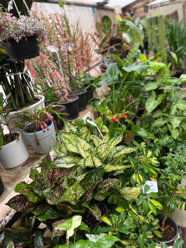 عکس گلخانه گرینچه فنی حرفه ای 2800 ساعته