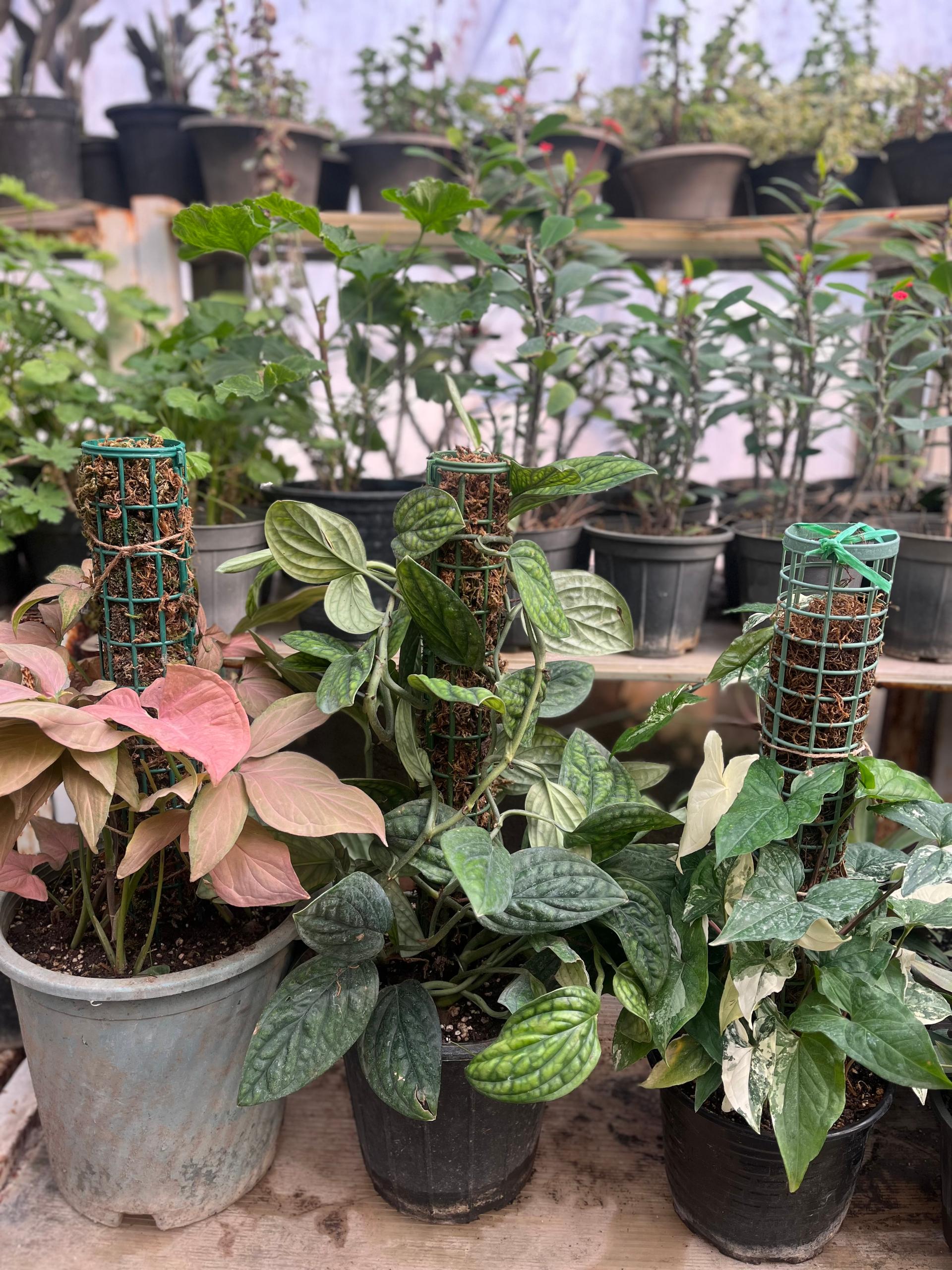 عکس گلخانه گرینچه فنی حرفه ای 2800 ساعته