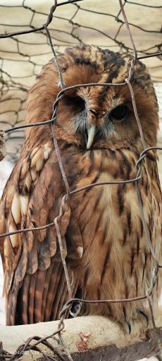 عکس بوستان جنگلی باراجین