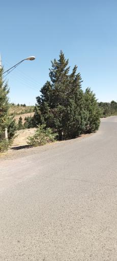 عکس بوستان جنگلی باراجین