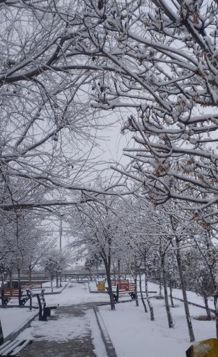 عکس بوستان جنگلی باراجین