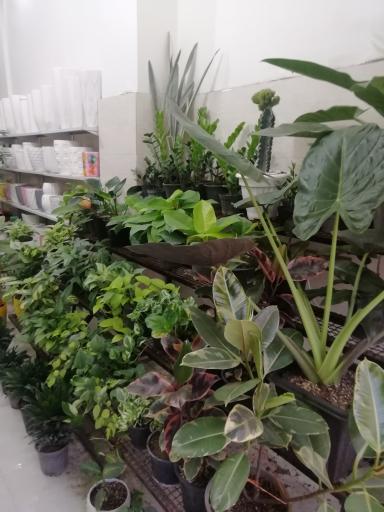 عکس گلسرای آرامش