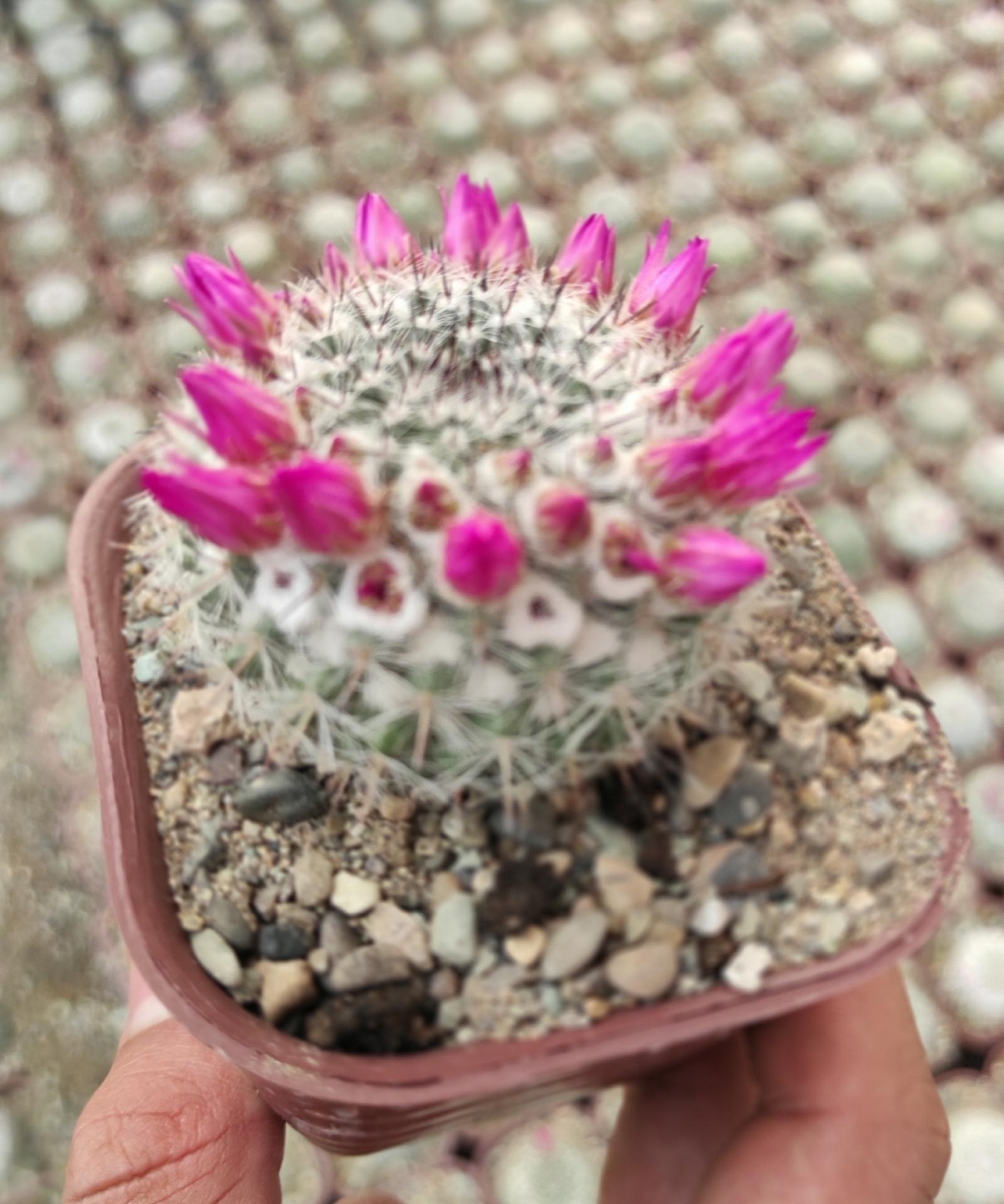 عکس گلخانه ورامین کاکتوس