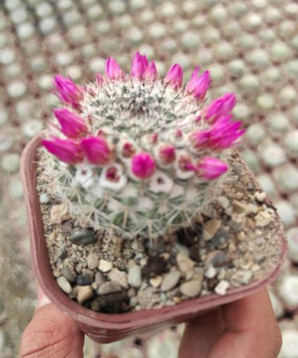 عکس گلخانه ورامین کاکتوس