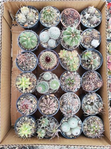 عکس گلخانه ورامین کاکتوس