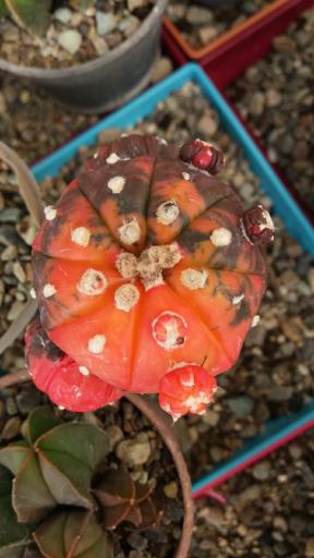 عکس گلخانه ورامین کاکتوس