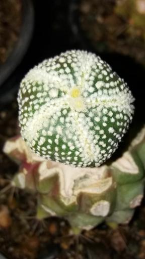 عکس گلخانه ورامین کاکتوس