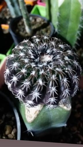 عکس گلخانه ورامین کاکتوس