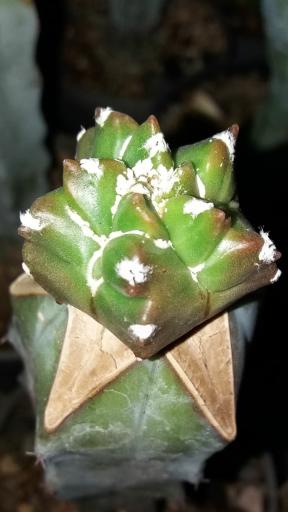 عکس گلخانه ورامین کاکتوس