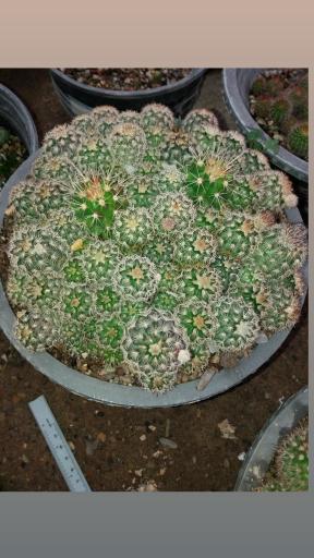 عکس گلخانه ورامین کاکتوس