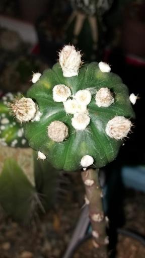 عکس گلخانه ورامین کاکتوس