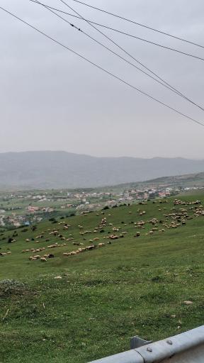 عکس دیلمان