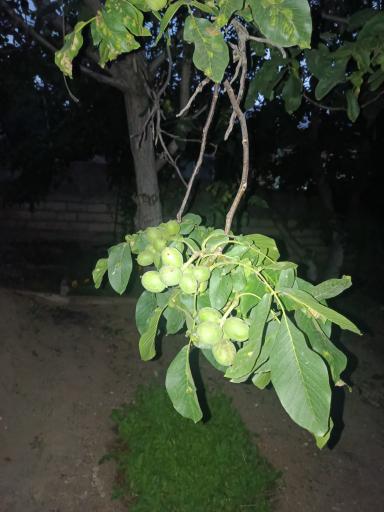 عکس دیلمان
