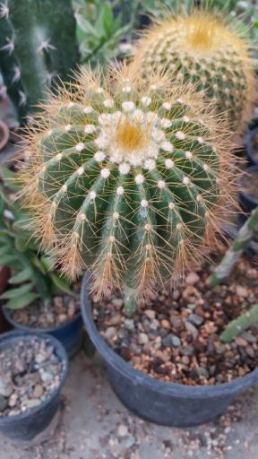 عکس گلخانه ورامین کاکتوس