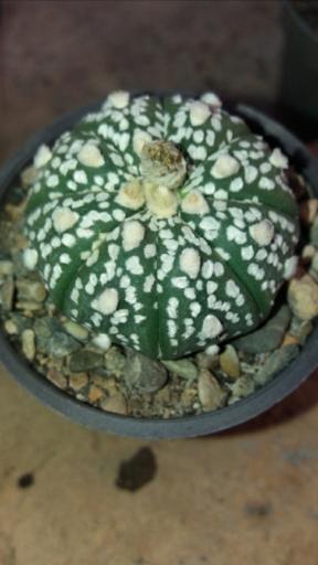 عکس گلخانه ورامین کاکتوس