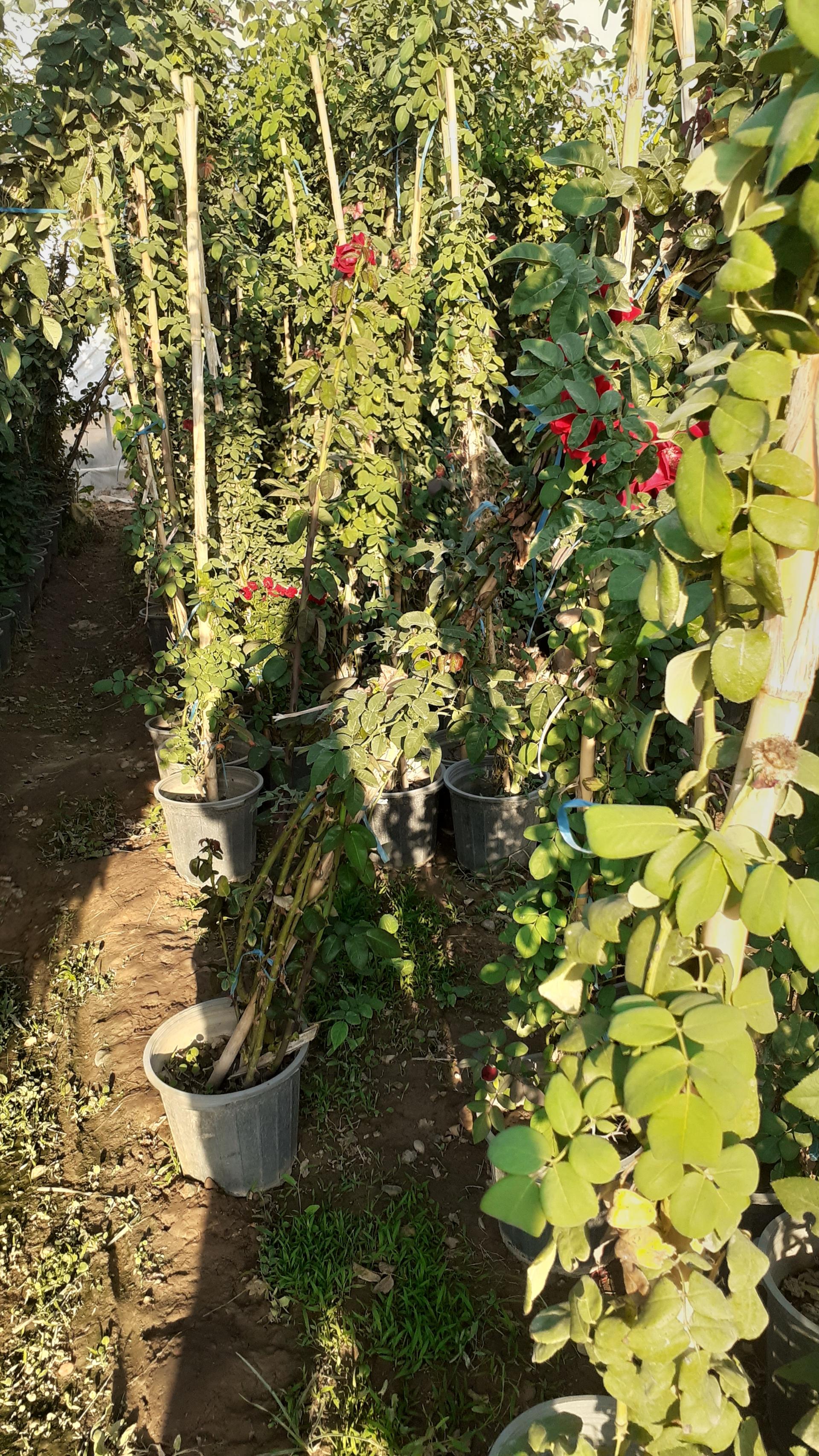 عکس گل و گیاه محمدی