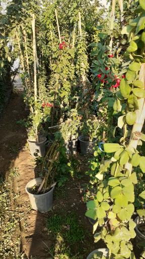 عکس گل و گیاه محمدی