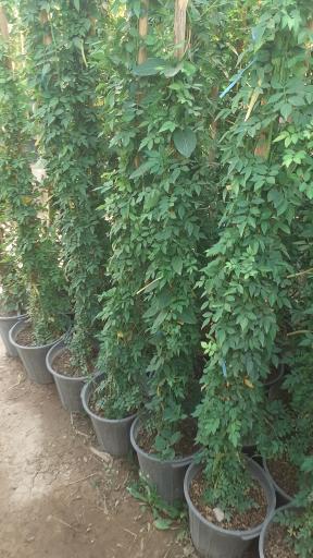 عکس گل و گیاه محمدی