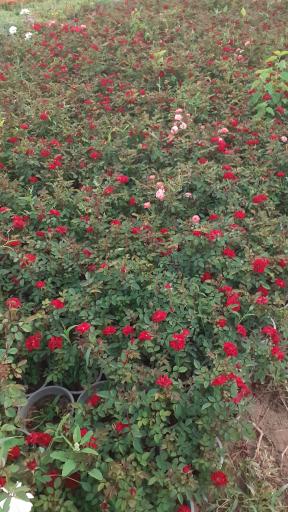 عکس گل و گیاه محمدی