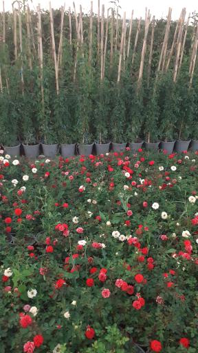 عکس گل و گیاه محمدی