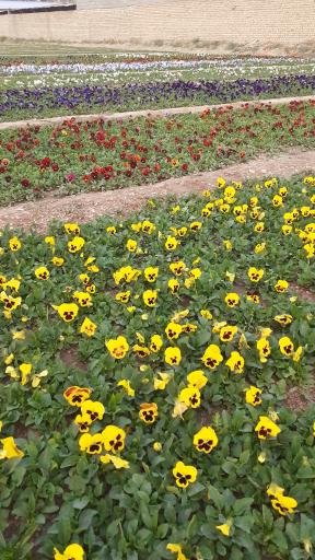 عکس گل و گیاه محمدی