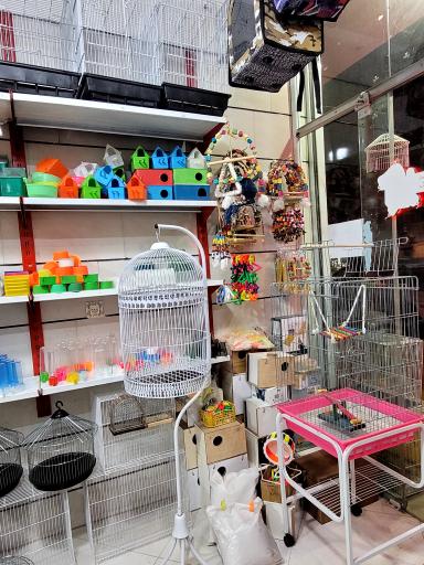 عکس چیکو پرند