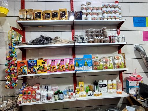 عکس چیکو پرند