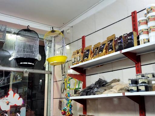 عکس چیکو پرند