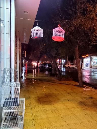 عکس چیکو پرند