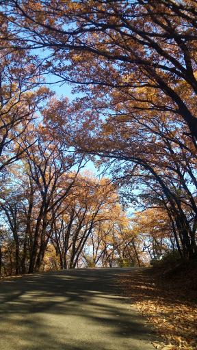 عکس جنگل لوه