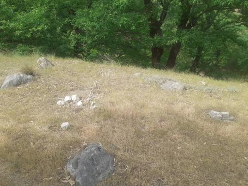 عکس جنگل لوه