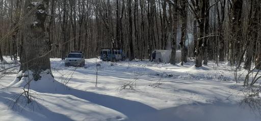 عکس جنگل لوه