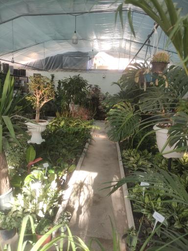 عکس گلخانه بونسای