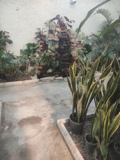 عکس گلخانه بونسای