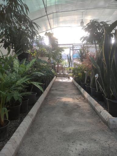 عکس گلخانه بونسای