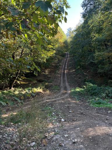 عکس جنگل لوه