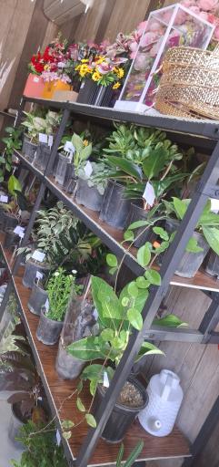 عکس گلفروشی گل ارغوان