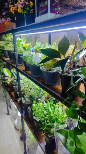 عکس گلفروشی گل ارغوان