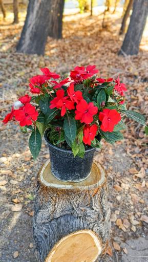 عکس گلفروشی گل ارغوان