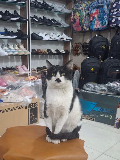 عکس کفش ژرمن